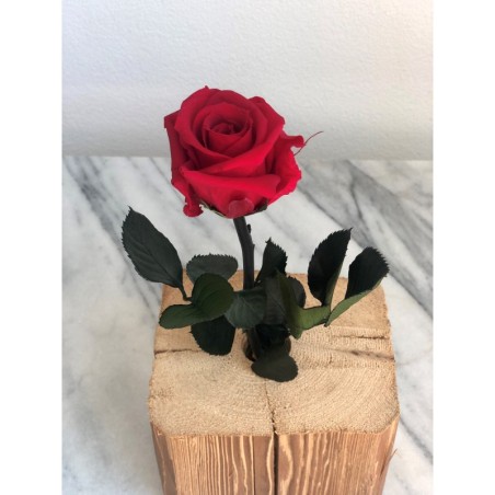 Stabilisierte rote Rose mit Stiel 30 cm 3