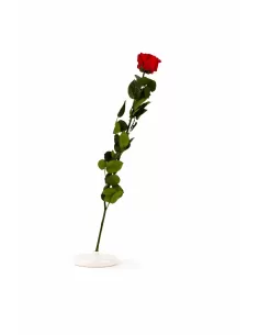 Stabilisierte rote Rose mit Stiel 50 cm