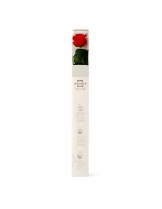 Stabilisierte rote Rose mit Stiel 50 cm 2