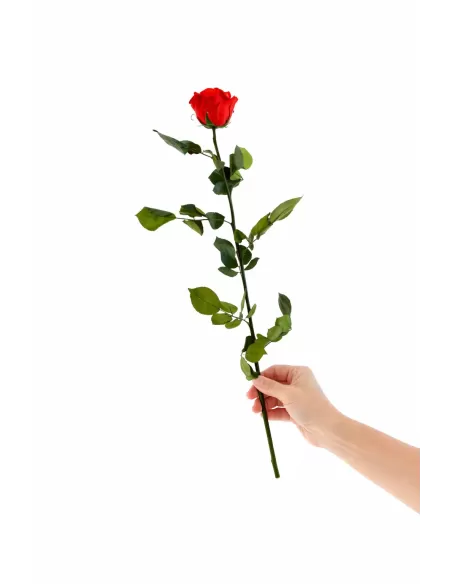 Stabilisierte rote Rose mit Stiel 50 cm