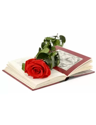 Stabilisierte rote Rose mit Stiel 30 cm