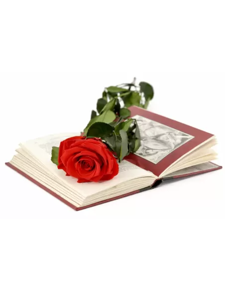Stabilisierte rote Rose mit Stiel 30 cm