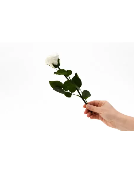Stabilisierte weisse Rose mit Stiel 30 cm
