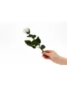 Stabilisierte weisse Rose mit Stiel 30 cm