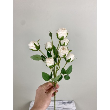 Rosenzweig in Dry Look in 55 cm