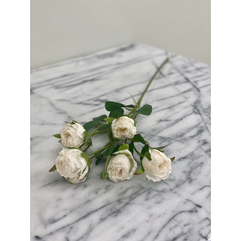 Rosenzweig in Dry Look in 55 cm 4